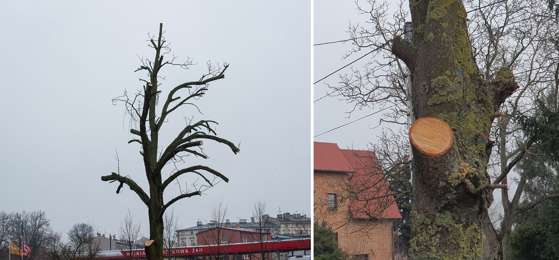 Inowrocław - Internautka: To się nazywa kaleczenie drzew
