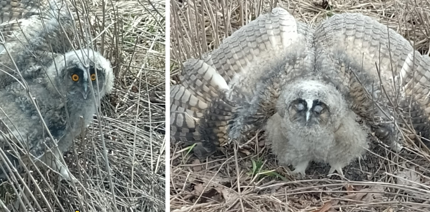 Inowrocław - Sowa przy Kauli. Interwencja strażników okazała się zbędna