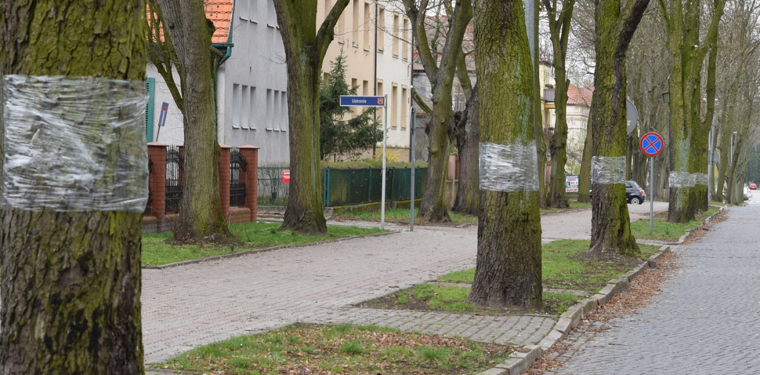 Inowrocław - Te drzewa zostały oklejoną lepką folią
