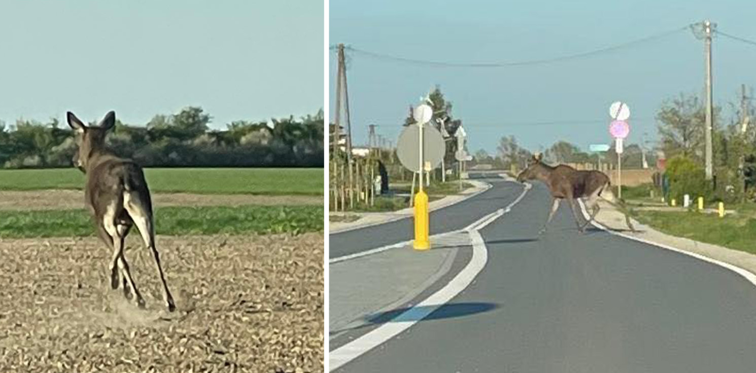 Gmina Inowrocław - Ostrzeżenie dla kierowców. Można trafić na łosia