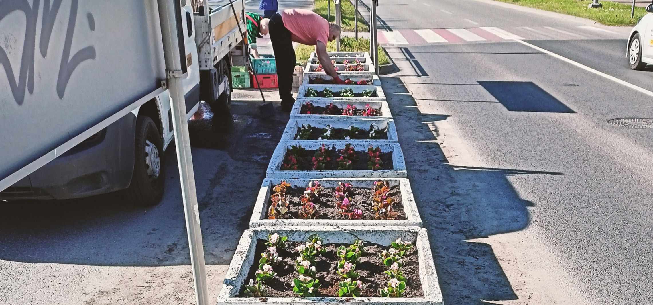 Zielona środa: nasadzenia kwiatów przy inowrocławskich ulicach
