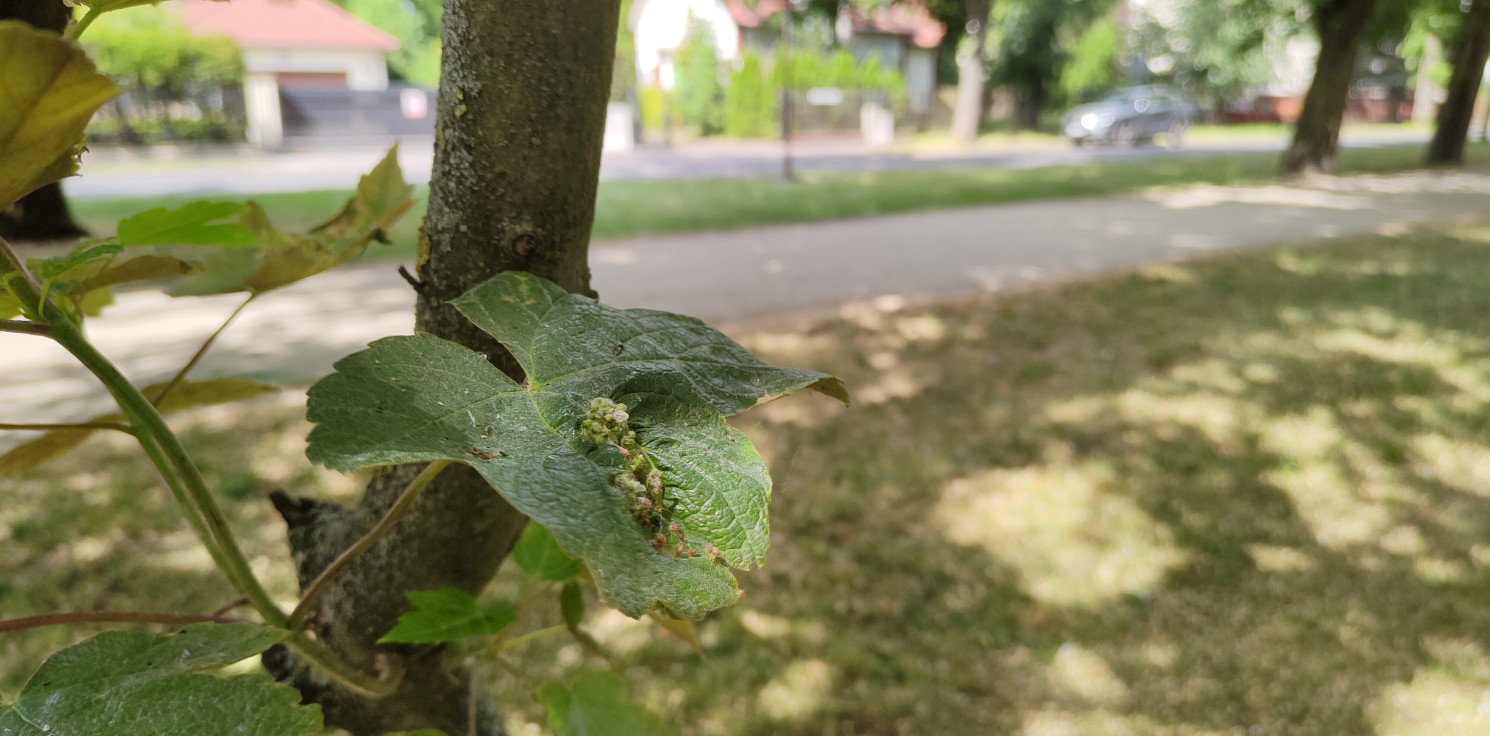 Inowrocław - Co gryzie inowrocławskie drzewa?