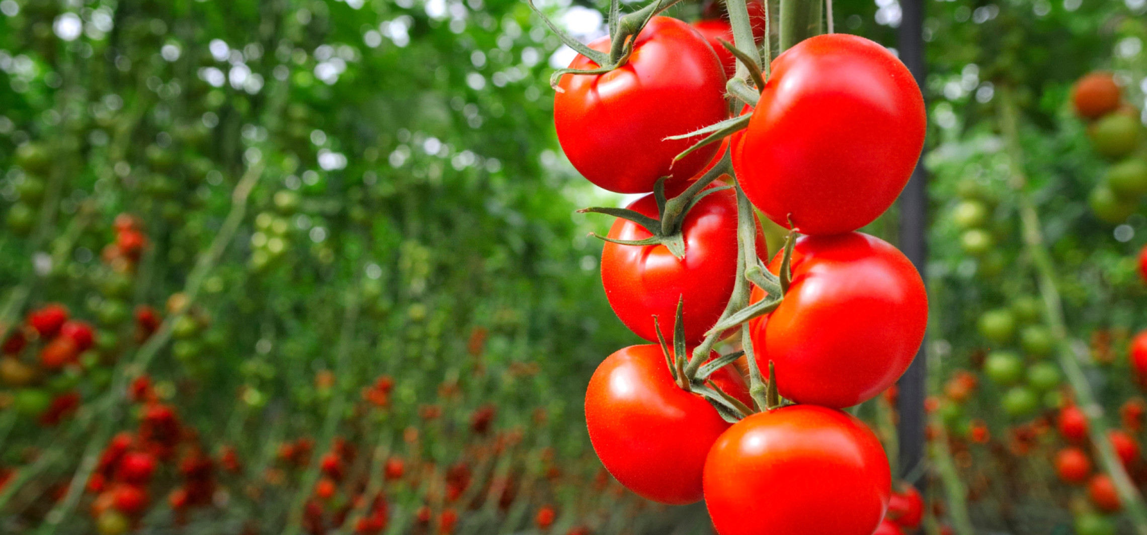Region - Bitwa pomidorowa i wybory największego warzywa