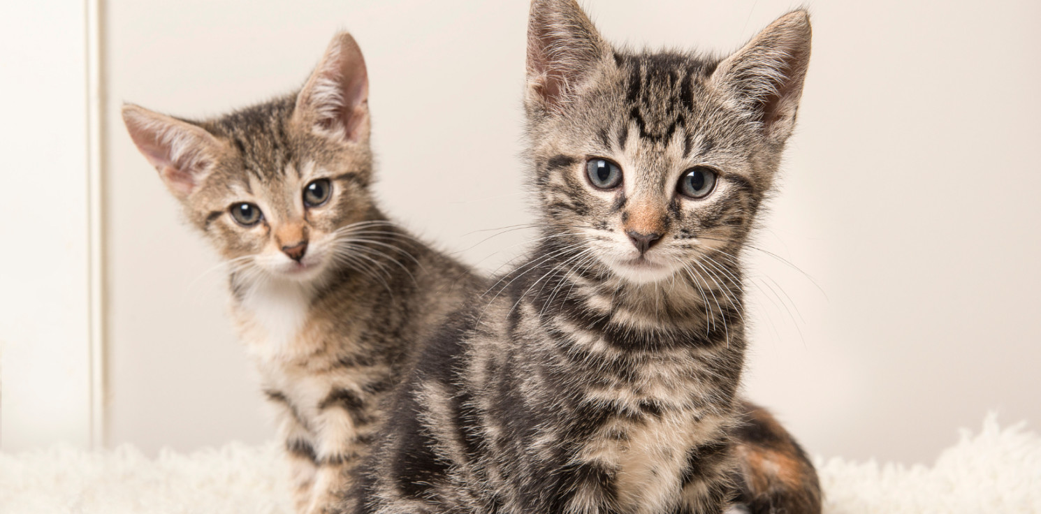 Inowrocław - Czy w Inowrocławiu są przypadki kociej grypy? Sprawdziliśmy