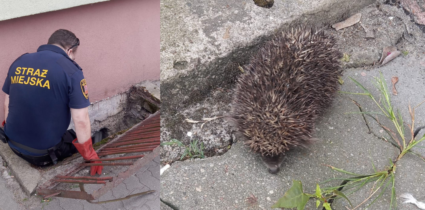 Inowrocław - Jeż w potrzasku. Pomogli municypalni