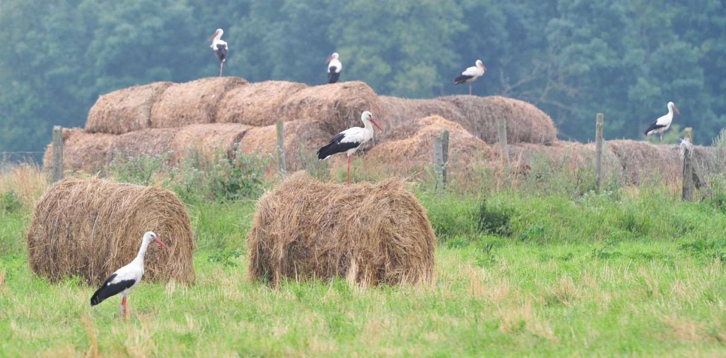 Kraj - Ornitolog: bociany odlatują wcześniej niż zwykle 