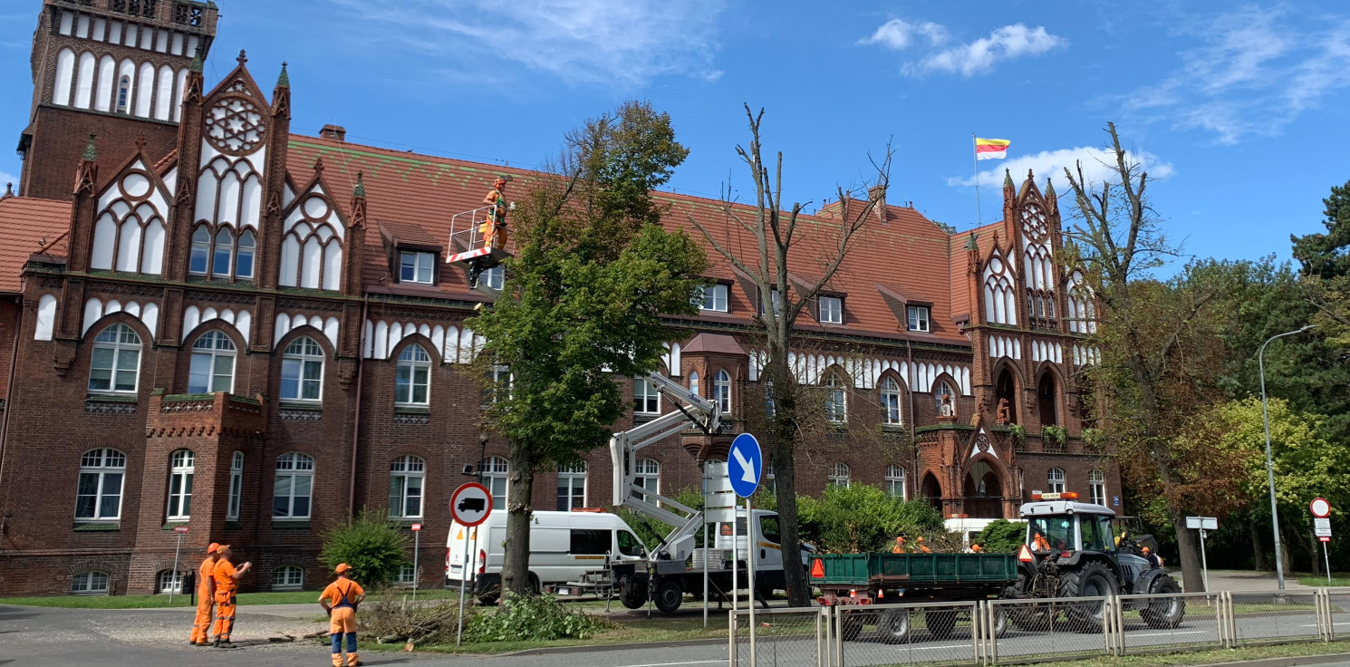 Inowrocław - Przycinka drzew przed ratuszem