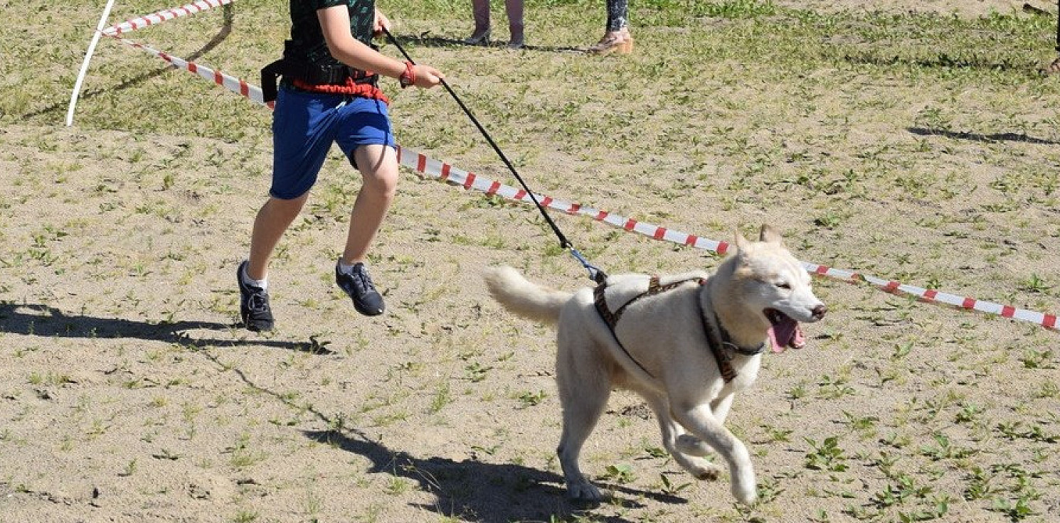 Kujawsko-Pomorskie - W Barcinie pobiegną z psami w szczytnym celu