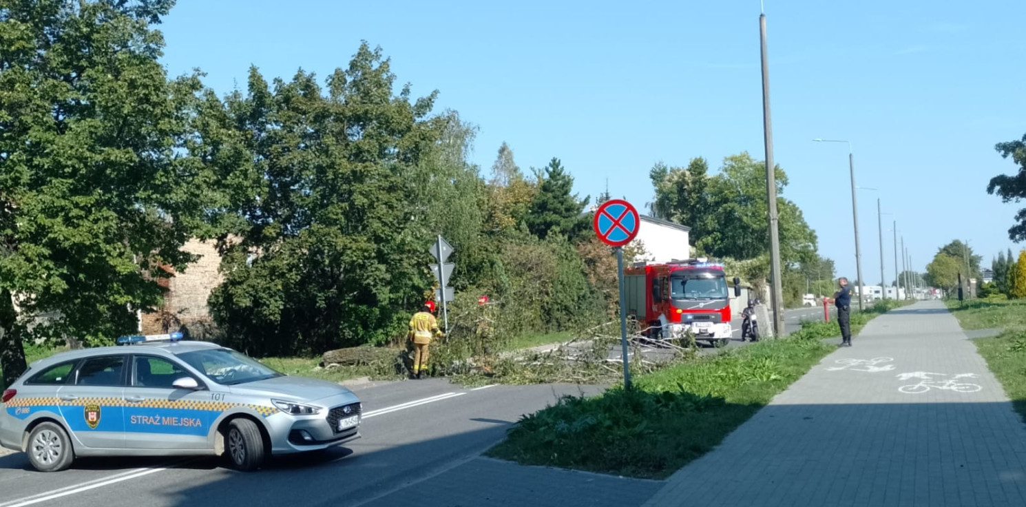 Inowrocław - To drzewo stwarzało zagrożenie na drodze. Interweniowali strażacy
