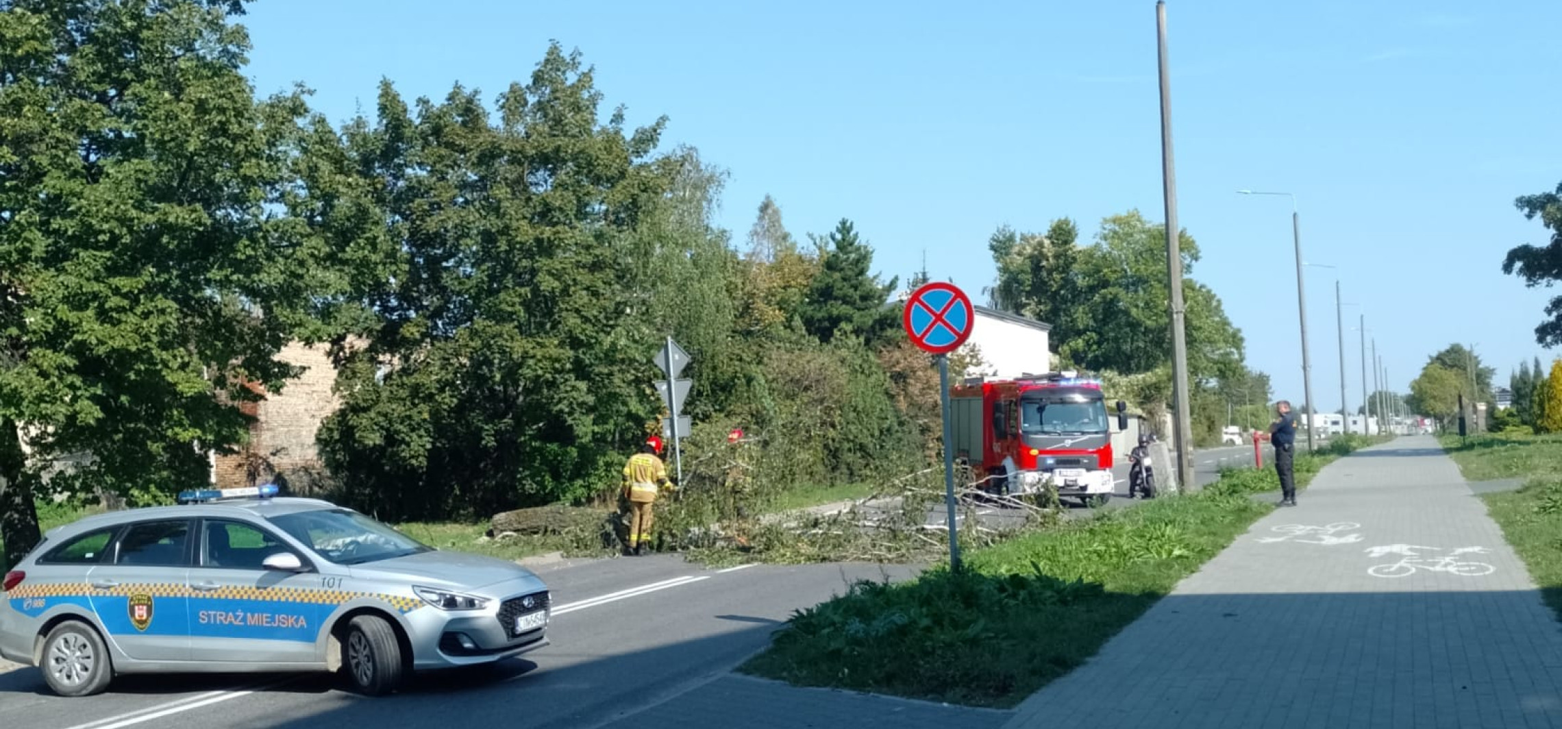 Inowrocław - To drzewo stwarzało zagrożenie na drodze. Interweniowali strażacy