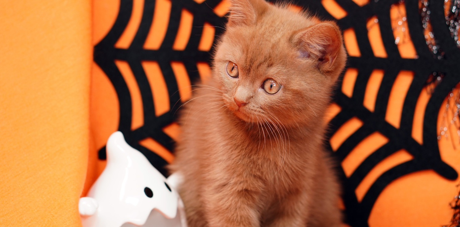 Inowrocław - Halloween w towarzystwie futrzaków