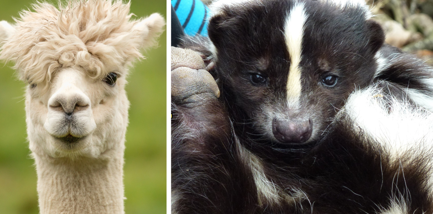 Inowrocław - Alpaka i skunks. Niecodzienna wizyta w galerii