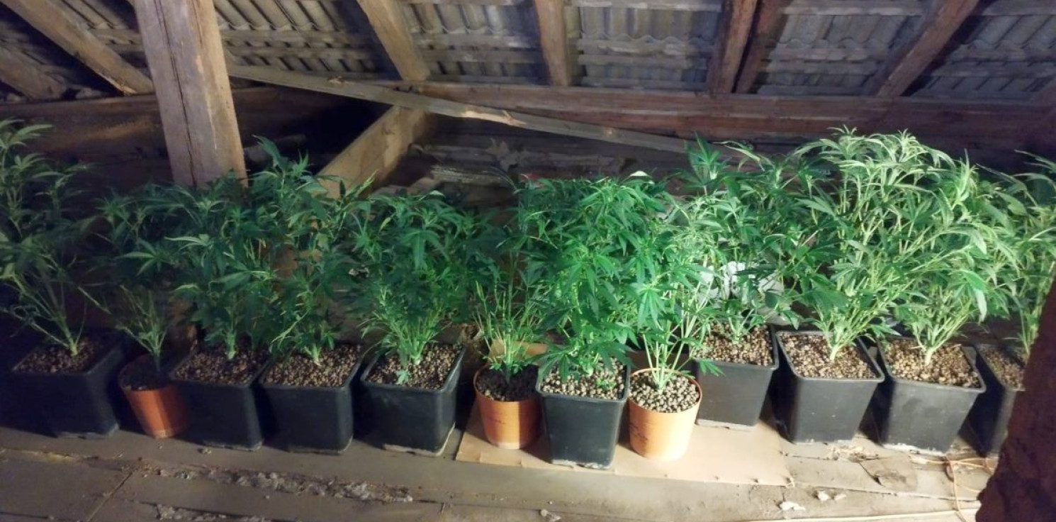 Pakość.online - Prowadzili plantację konopi na poddaszu