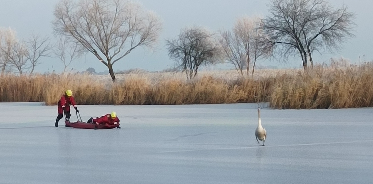 Inowrocław - Ranny łabędź utknął na lodzie. Pomogli strażacy