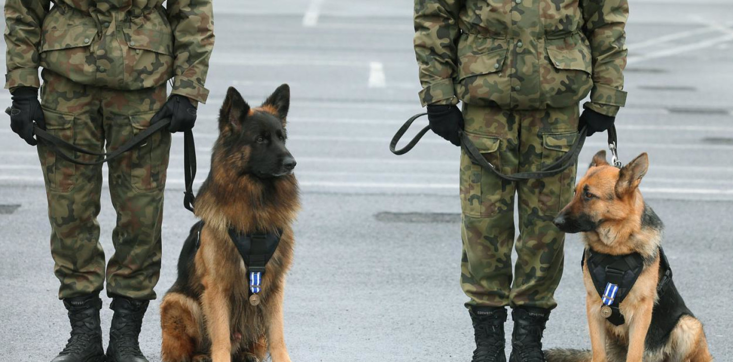Kraj - Sztab Generalny: rozkaz wprowadzający stopnie wojskowe dla psów służbowych już obowiązuje 
