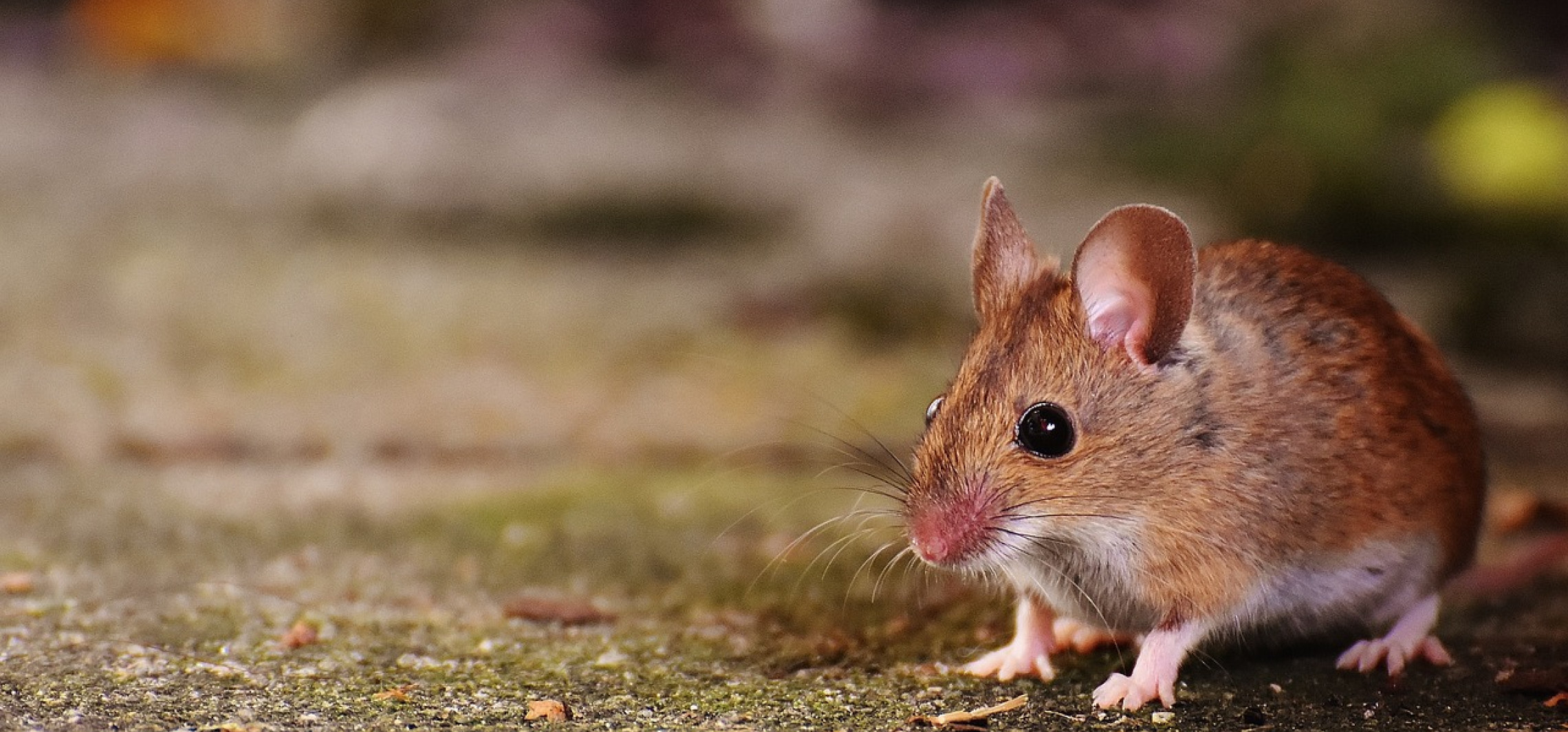Kruszwica - W Inowrocławiu są wiewiórki, w Kruszwicy będą myszy