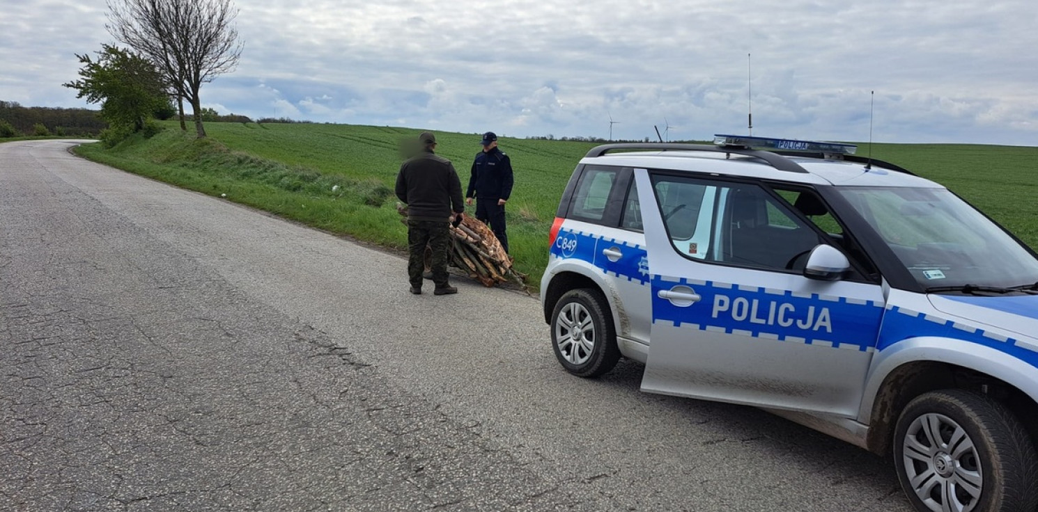 Mogilno - Wywiózł drewno z lasu. Kara go nie minie
