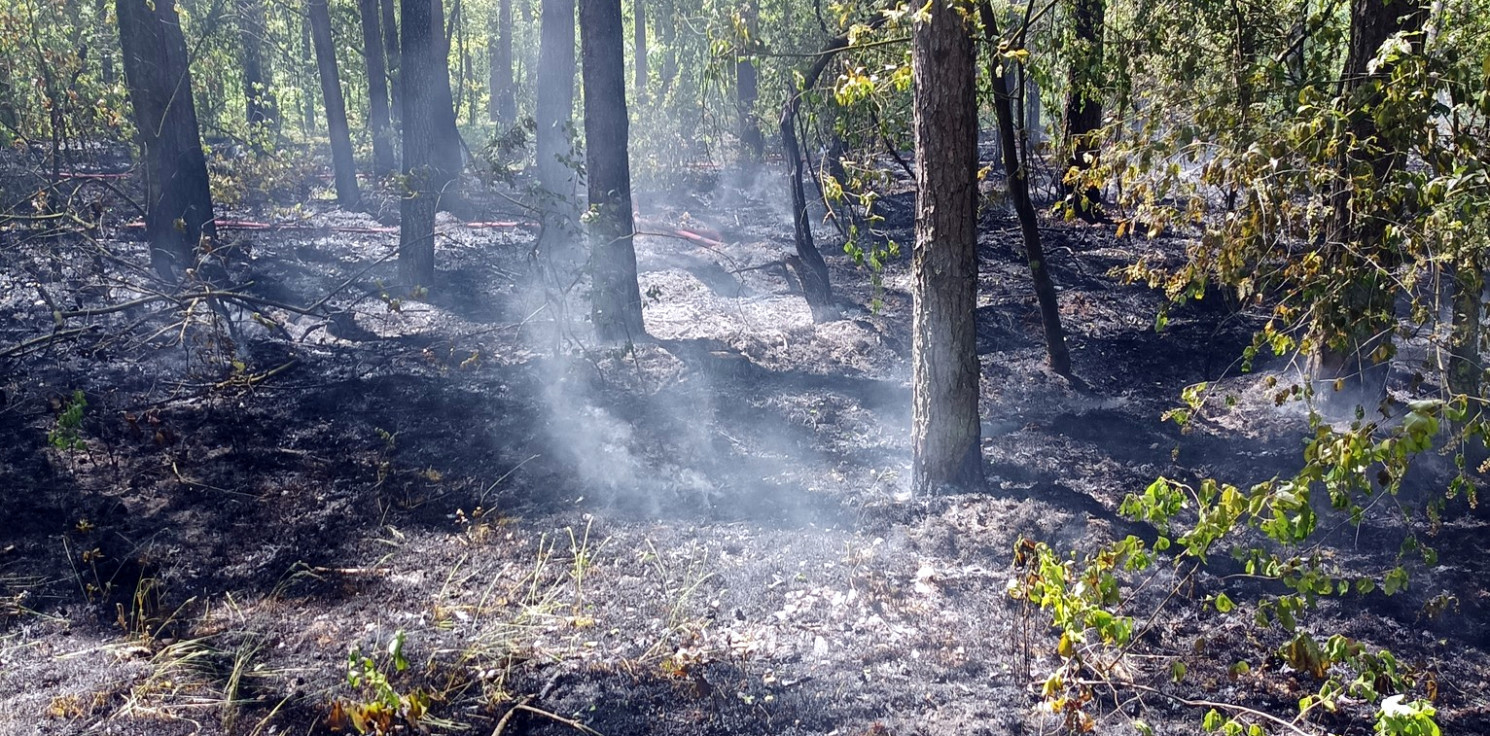 Region - Pożar w lesie koło Osieka. Wszystko przez linię średniego napięcia