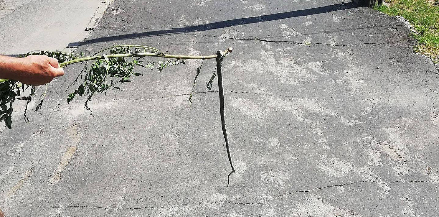 Inowrocław - Zaskrońce w ogrodzie i na ulicy
