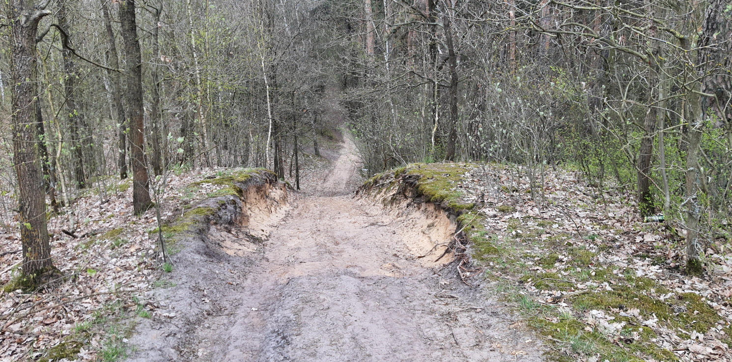 Dąbrowa Biskupia - Szukali kobiety, która zgubiła się w lesie