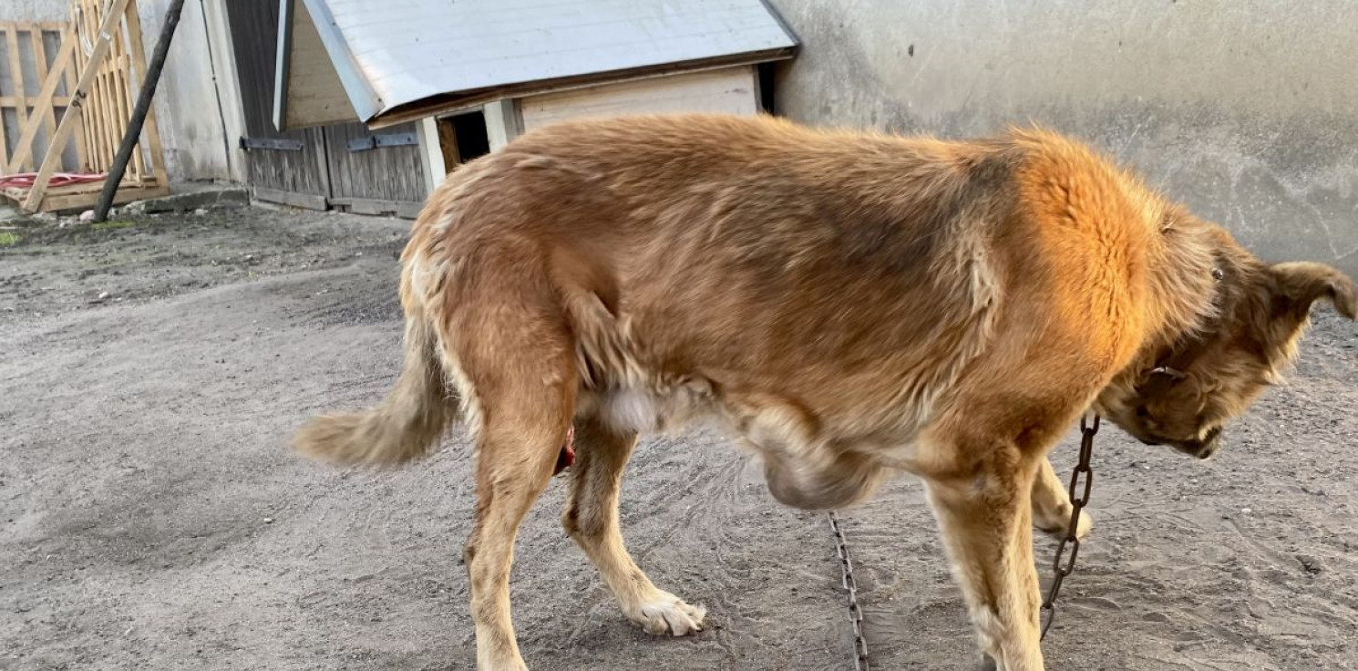 Kruszwica.online - Miała trzy olbrzymie guzy, była na krótkim łańcuchu. Na miejsce wkroczyli Animalsi i policjanci