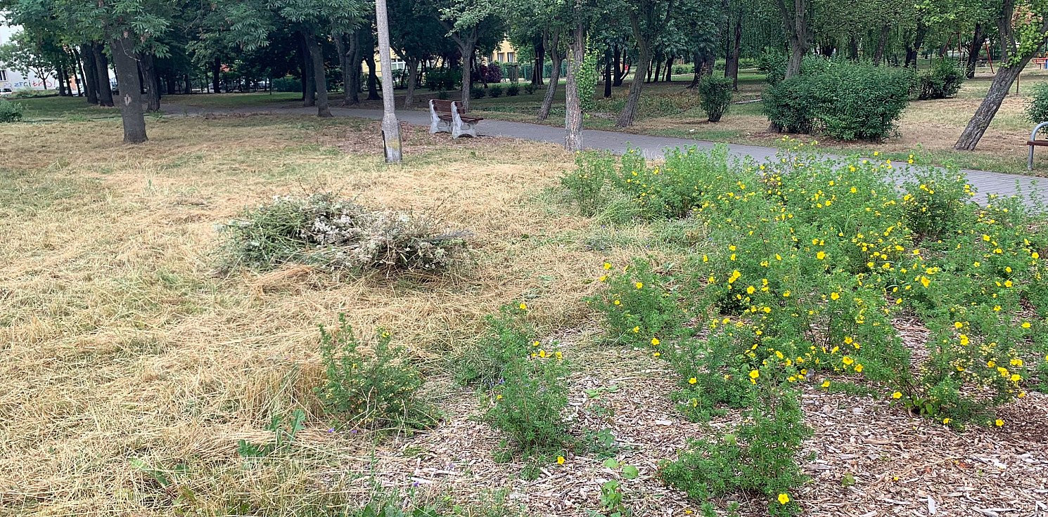 Inowrocław - Dlaczego skoszono kwietną łąkę? Jest wyjaśnienie