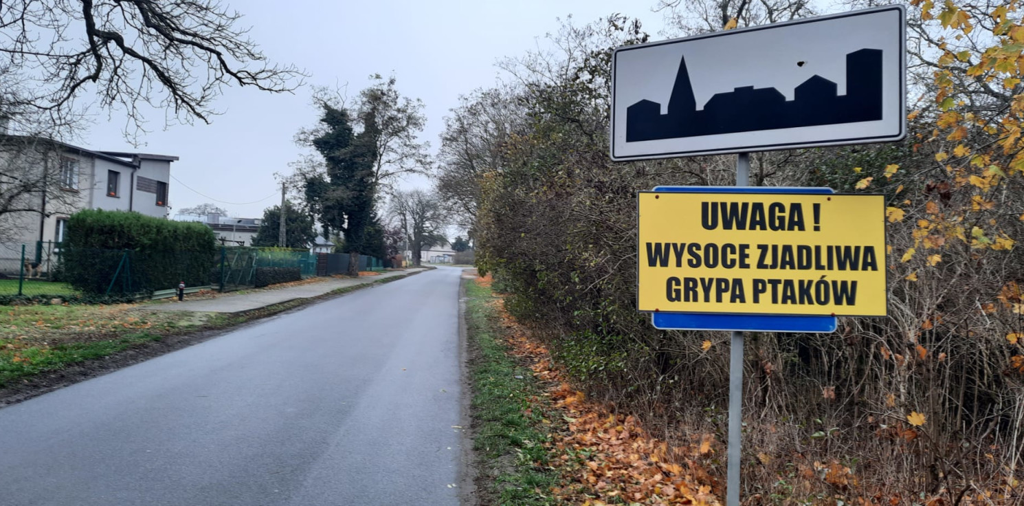 Pakość - Ptasia grypa 10 km od Inowrocławia. Wyznaczono strefę