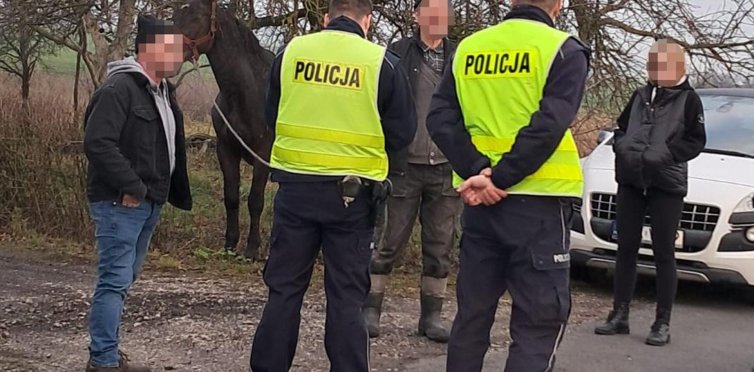 Radziejów - Nietypowa interwencja drogówki. Po drodze biegał koń