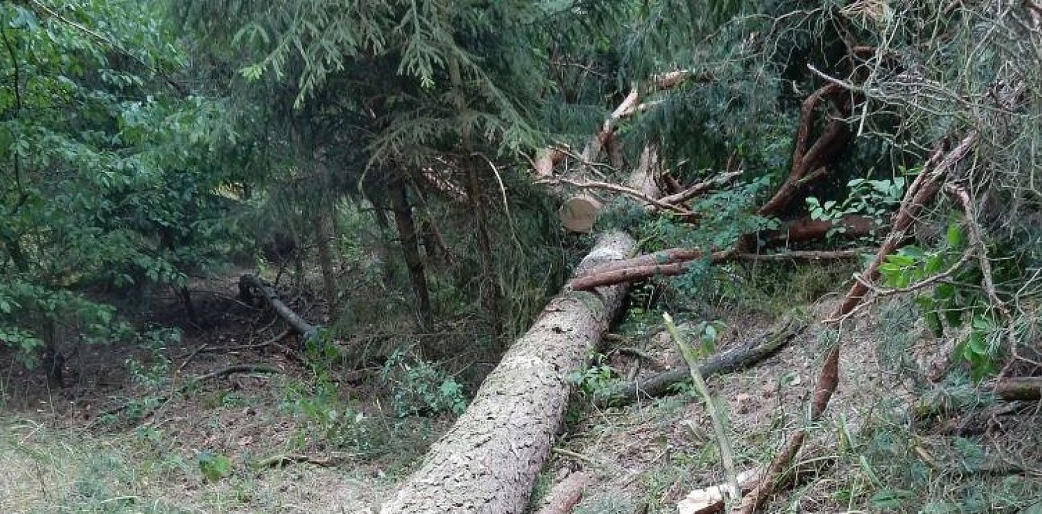 Inowrocław - Kradł drewno z lasu. Grozi mu do 5 lat