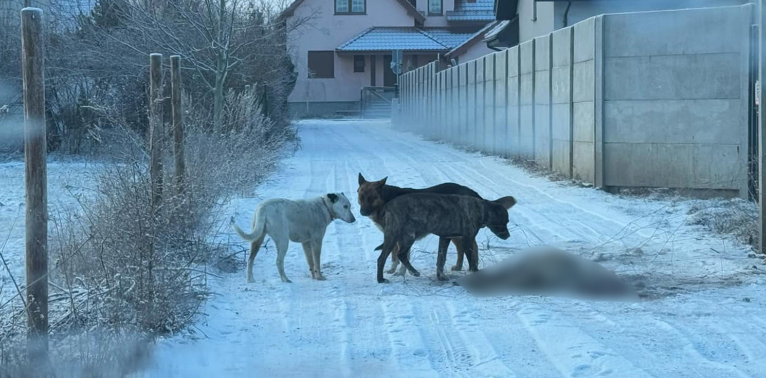 Inowrocław - Po mieście grasują groźne psy. Miały zagryźć sarnę