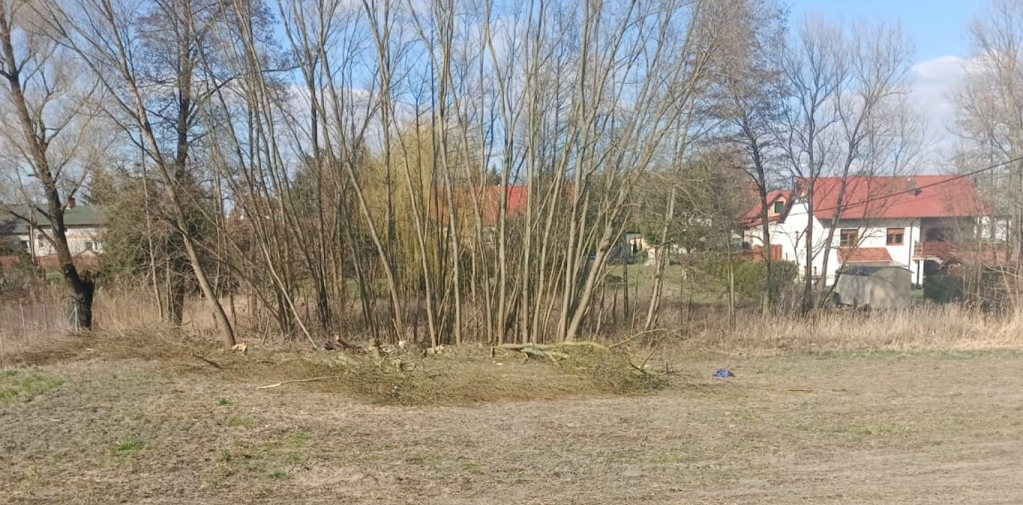 Mogilno - Wypadek przy wycince drzew. W akcji śmigłowiec