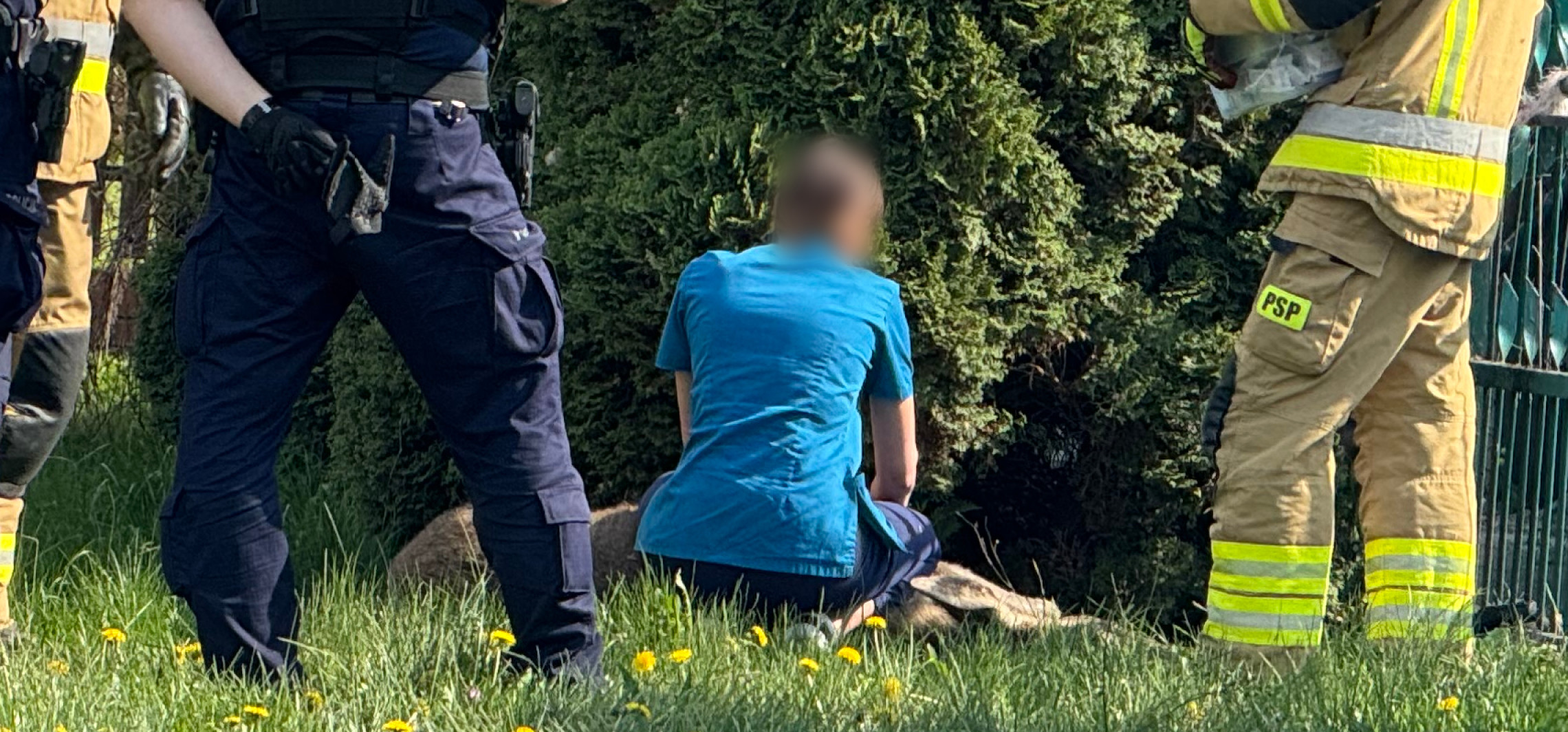 Łosie na ulicach Inowrocławia. Ich wizyta nie skończyła się happy endem