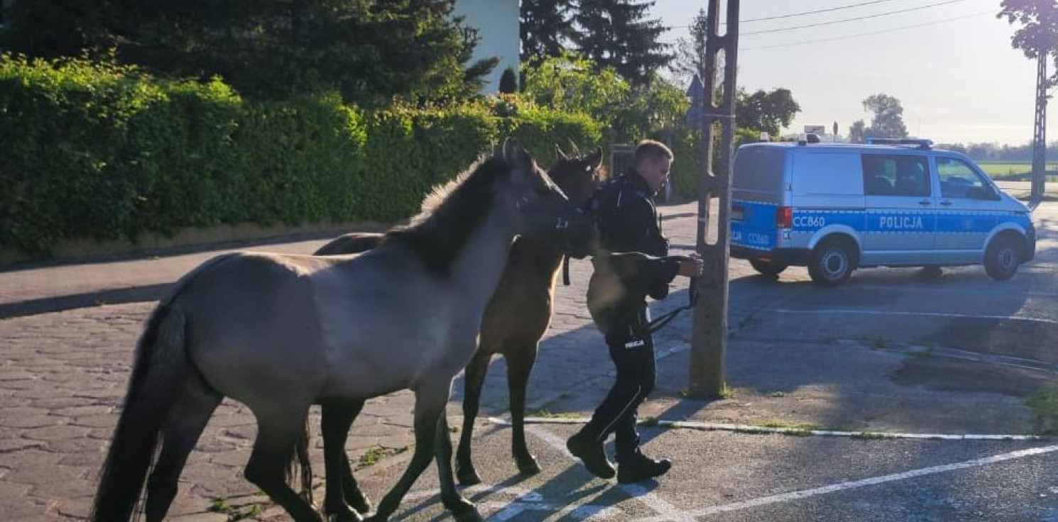 Radziejów - Nietypowa interwencja policji. “Konie biegają po drodze”