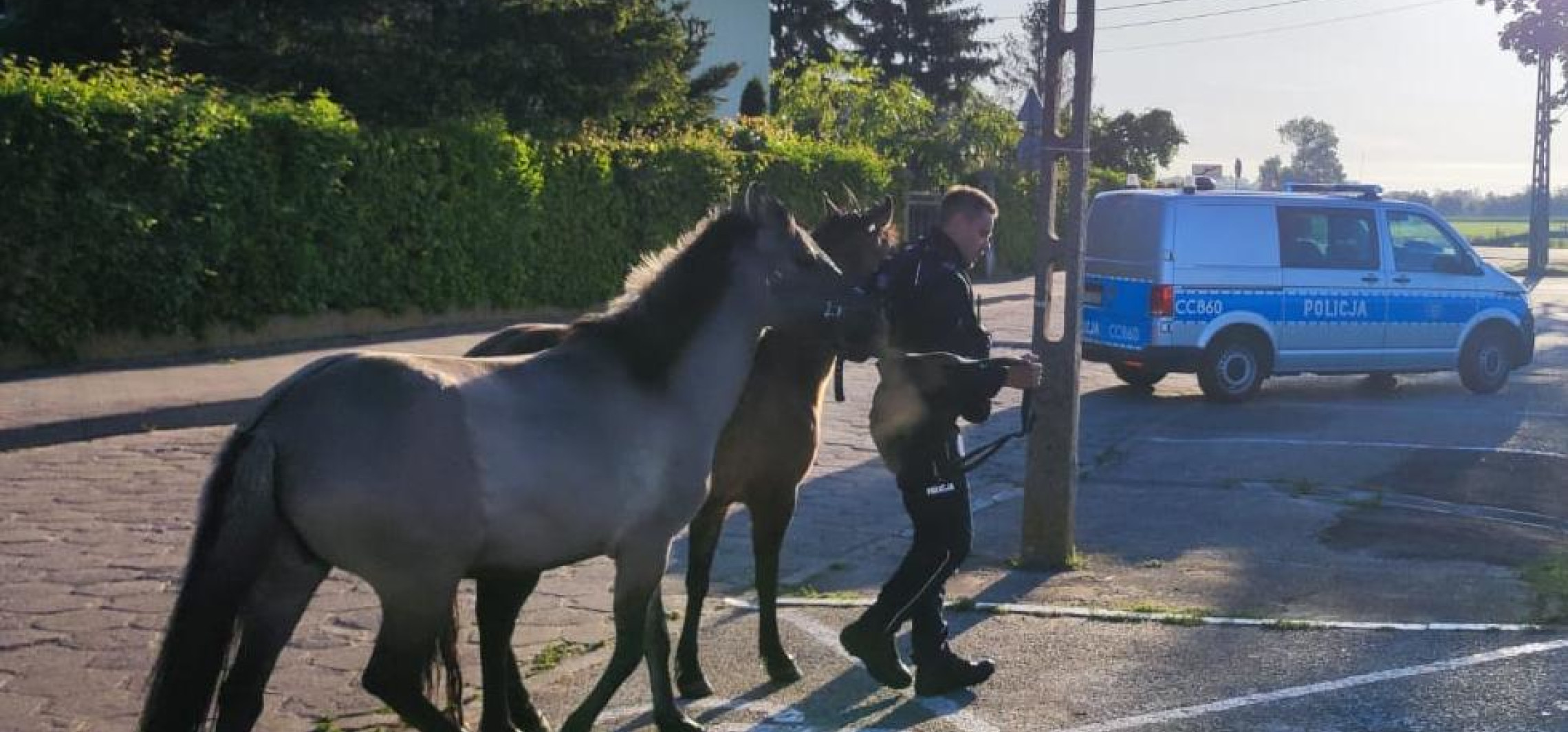 Radziejów - Nietypowa interwencja policji. “Konie biegają po drodze”