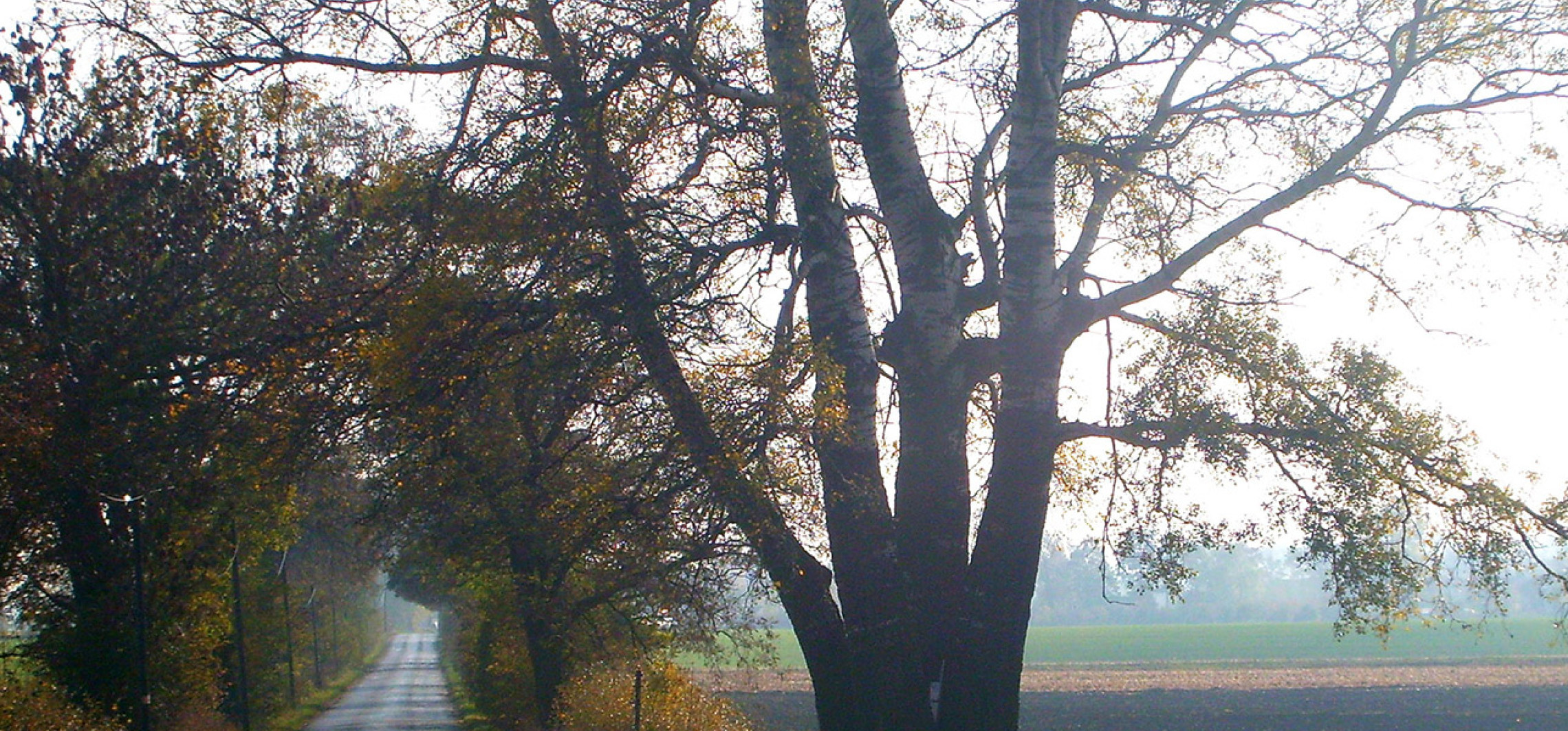 Ruszył internetowy plebiscyt Drzewo Roku; potrwa do końca czerwca