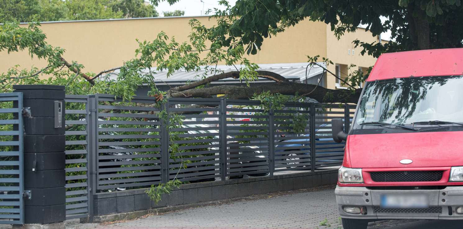 Inowrocław - Na Piastowskim konar przygniótł samochody