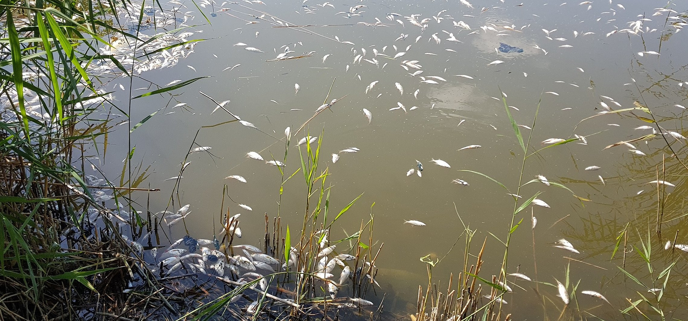 Inowrocław - Setki śniętych ryb w Kauli na Rąbinie