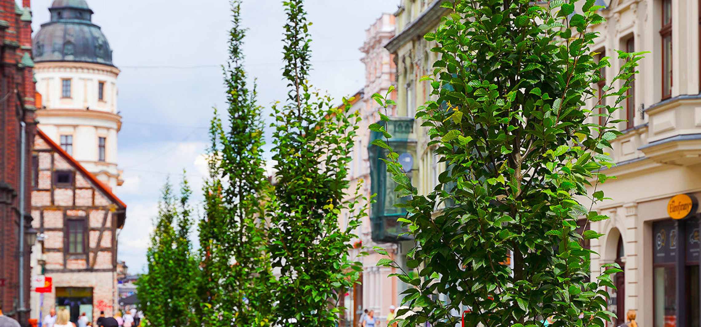 Zazieleniło się na "Królówce"