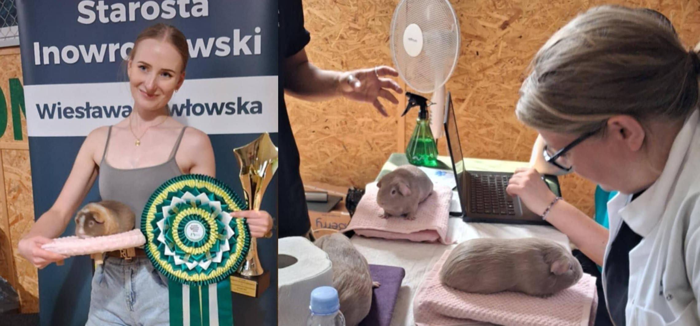 Świnki morskie zjechały do Kobylnik. Wybrano najpiękniejszą