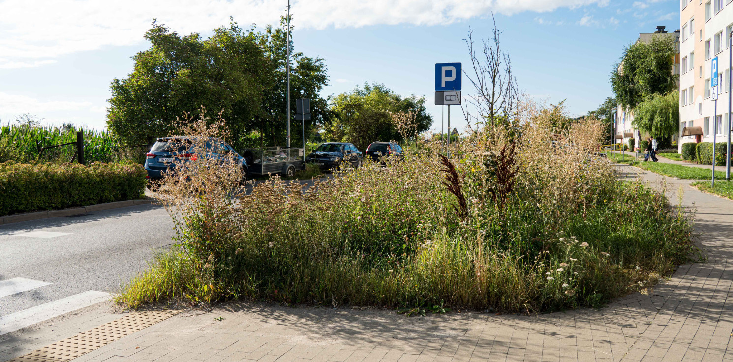 Inowrocław - Tu może dojść do wypadku. Półtorametrowe zarośla przy przejściu dla pieszych