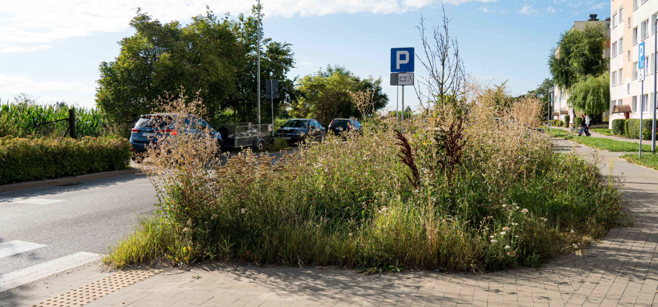 Tu może dojść do wypadku. Półtorametrowe zarośla przy przejściu dla pieszych