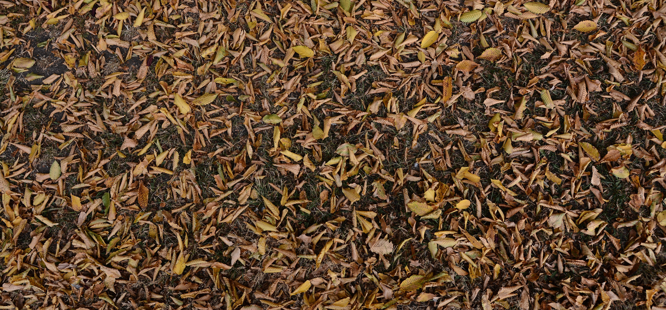 Idzie jesień. Wydadzą worki na liście