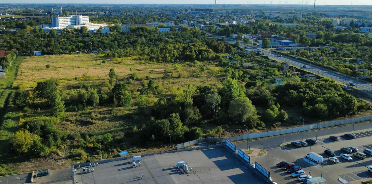 Inowrocław - Liczba dnia: 151 drzew do wycięcia