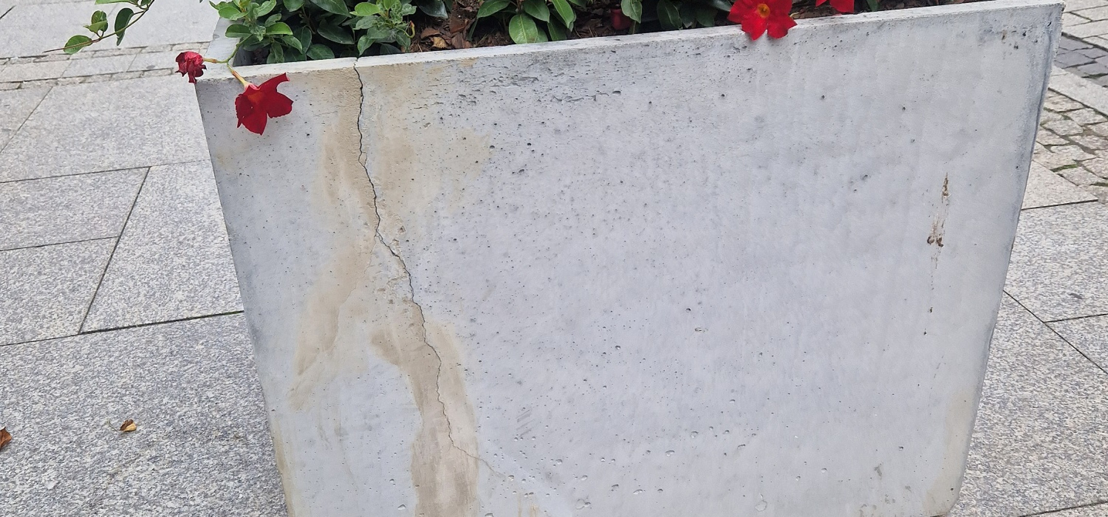 Królówka i pękające donice. Radny: Po zimie zostanie gruz