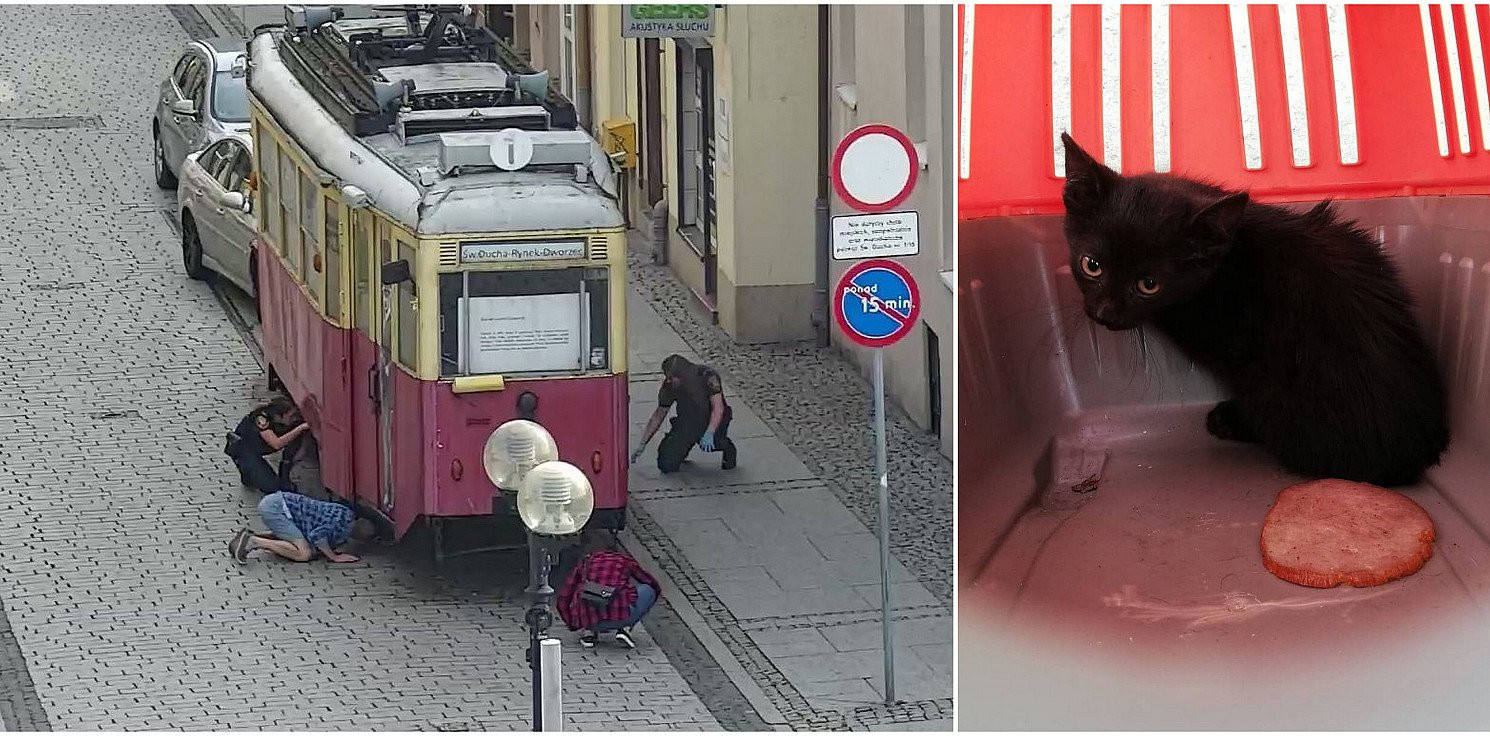 Inowrocław - Kot spod tramwaju trafił do schroniska