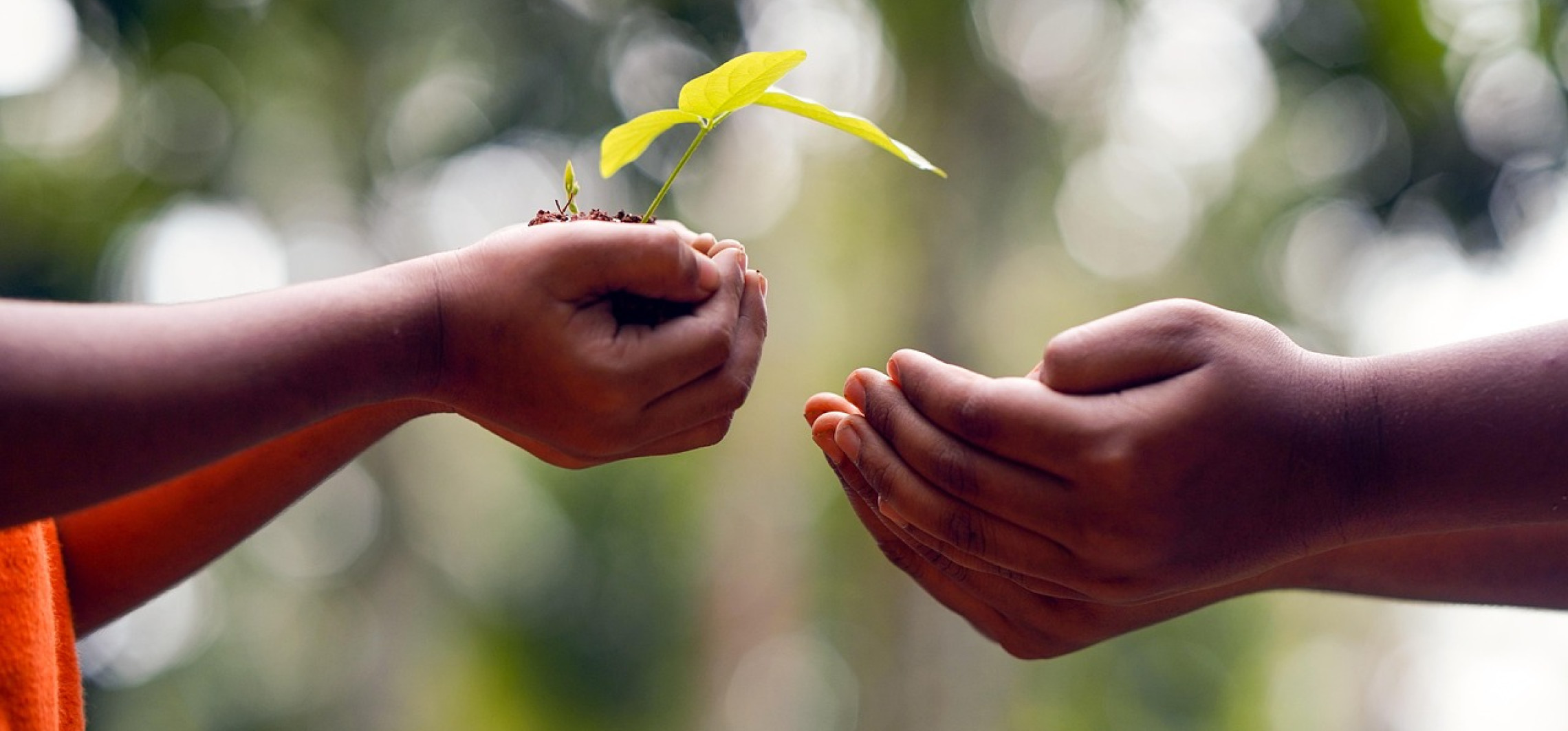 Drzewo na całe życie? Radny proponuje rodzinną inicjatywę