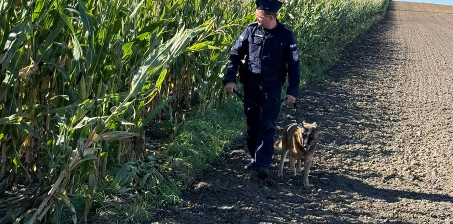 Radziejów - Pułapki na polach kukurydzy. Policja zwiększa liczbę patroli