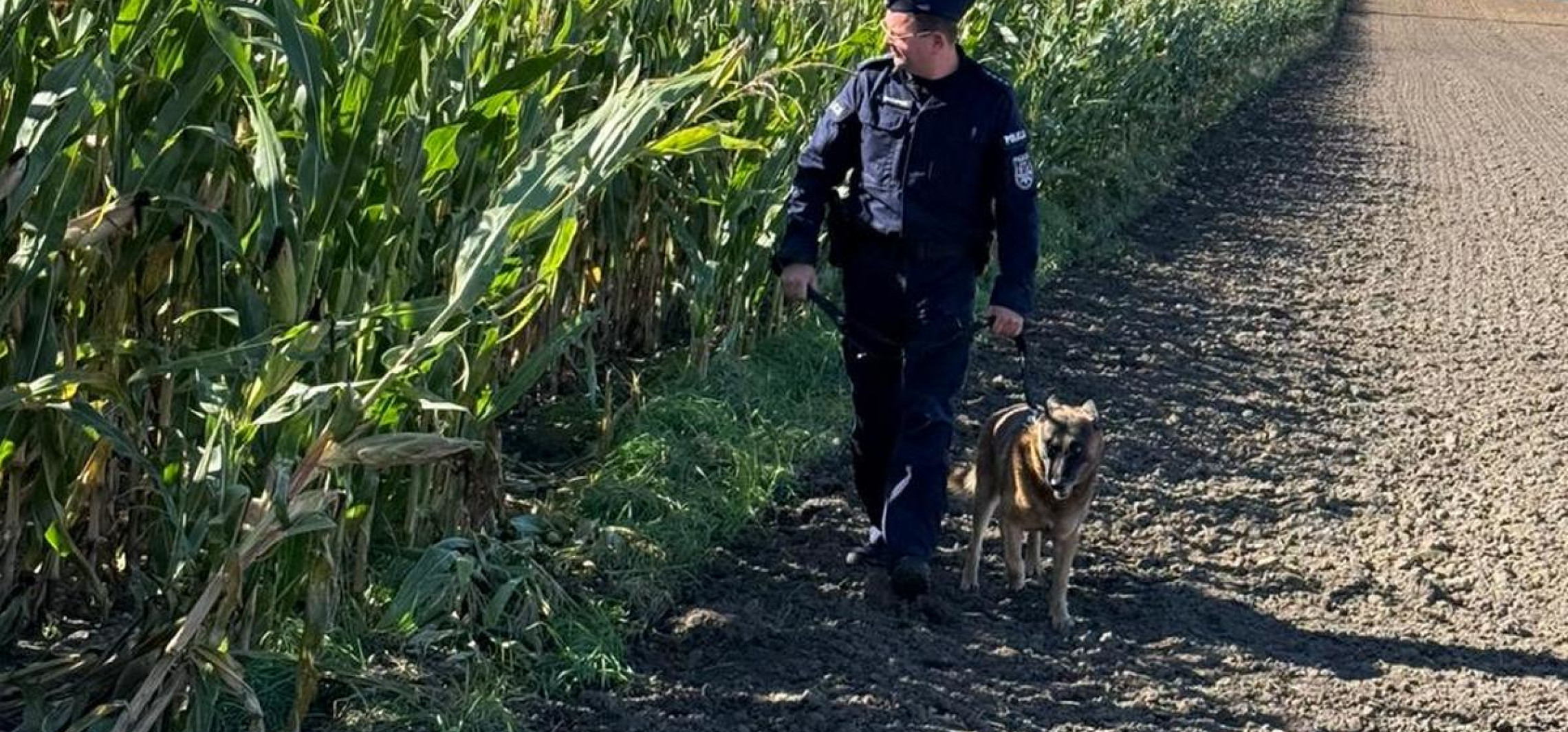 Pułapki na polach kukurydzy. Policja zwiększa liczbę patroli