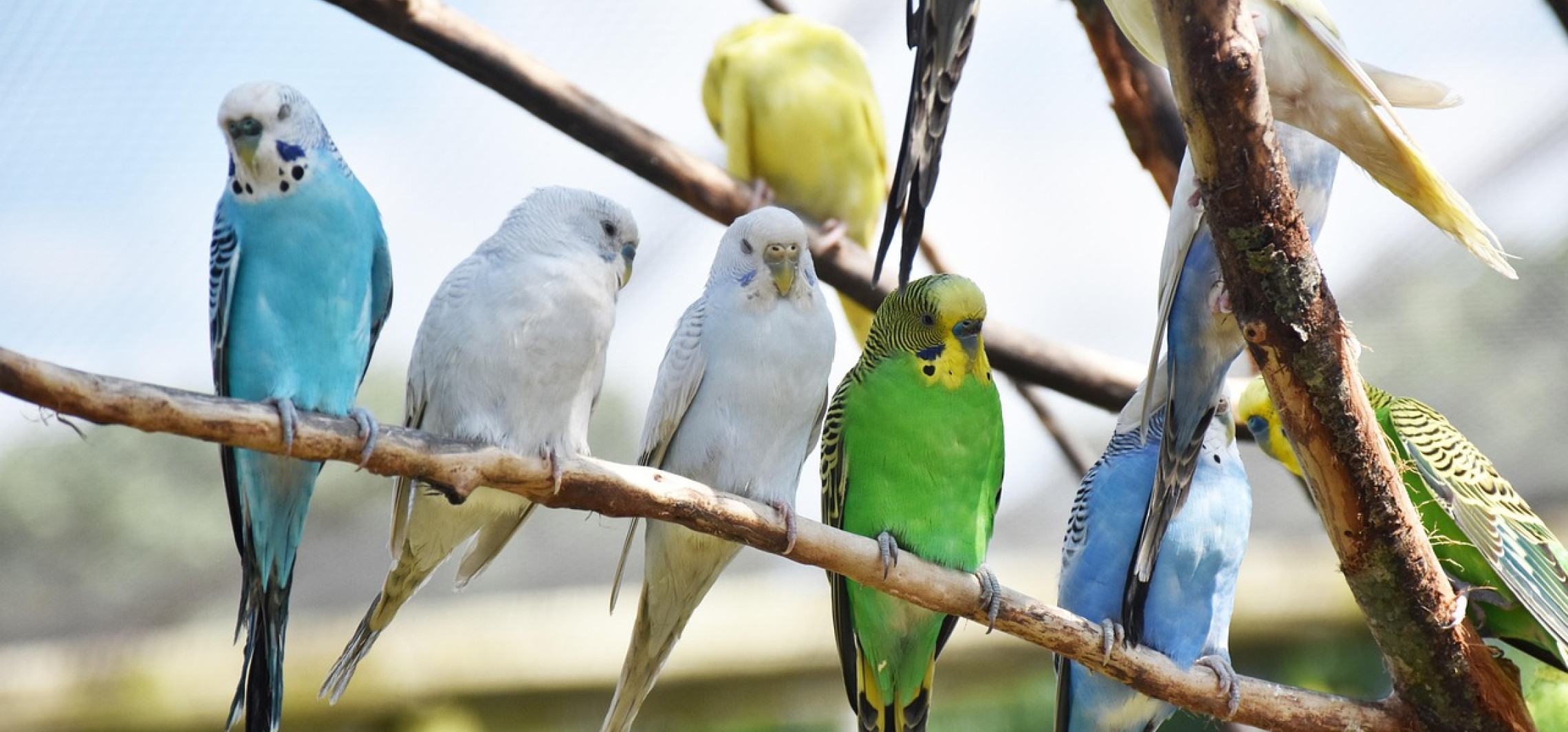 Do Inowrocławia zjadą miłośnicy papug i kanarków