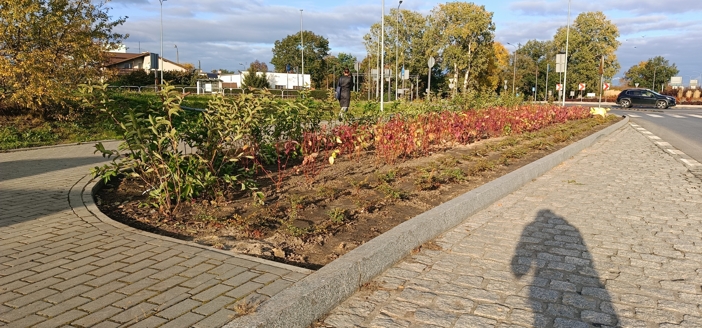 Przy tej ulicy zaczęto sadzić nowe rośliny. Będą ich tysiące